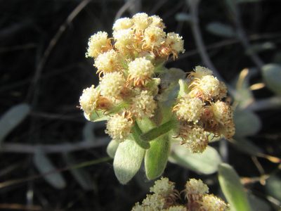 Helichrysum spiralepis, photographed by douglaseustonbrown