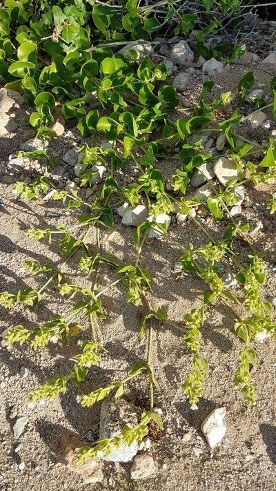 Mirabilis tenuiloba, photographed by Alan Rockefeller