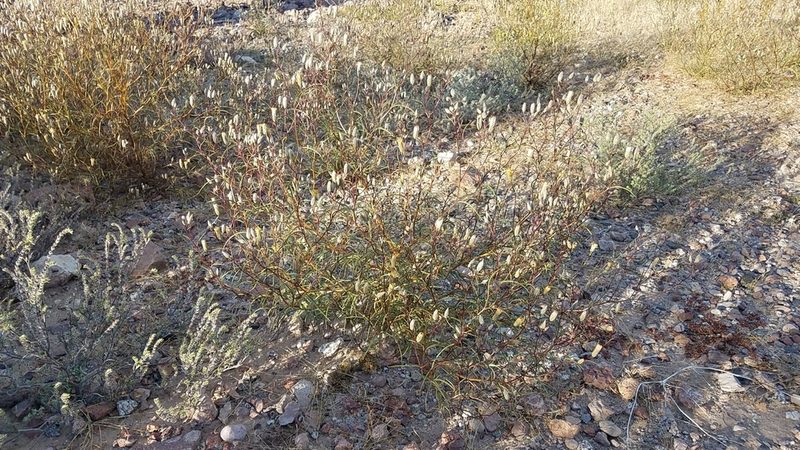 Malperia tenuis, photographed by Alan Rockefeller