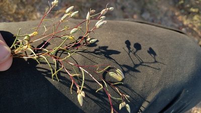 Malperia tenuis, photographed by Alan Rockefeller