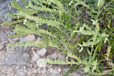 Onosma echioides, photographed by Drepanostoma