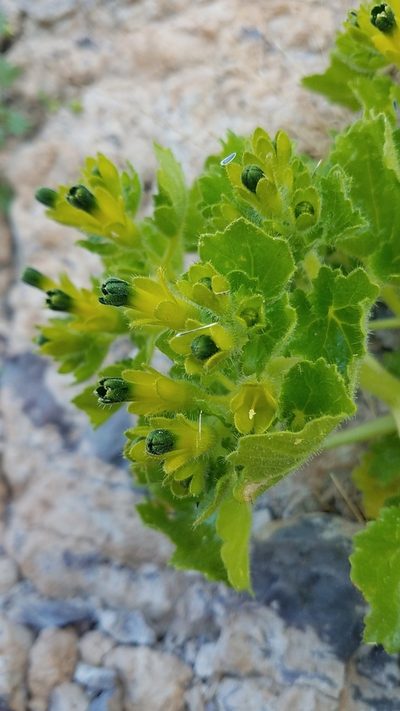 Eucnide rupestris, photographed by Alan Rockefeller