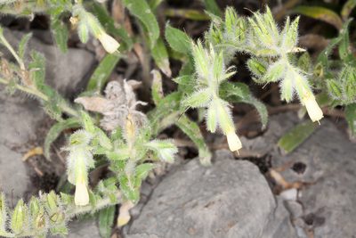 Onosma echioides, photographed by Drepanostoma