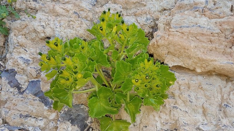 Eucnide rupestris, photographed by Alan Rockefeller