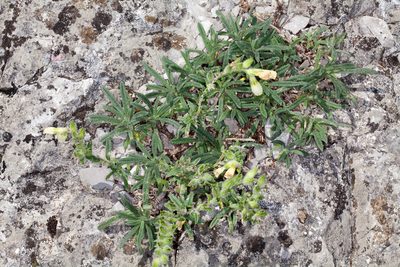 Onosma echioides, photographed by Drepanostoma