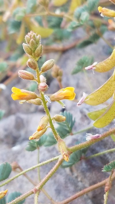 Hoffmannseggia peninsularis, photographed by Alan Rockefeller