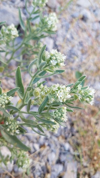 Petalonyx linearis, photographed by Alan Rockefeller