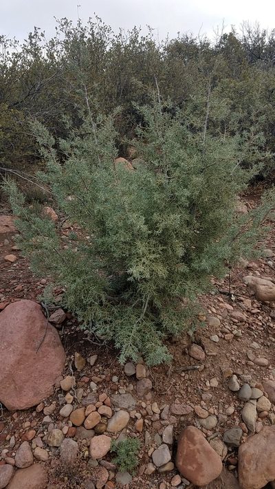 Hesperocyparis revealiana, photographed by Alan Rockefeller