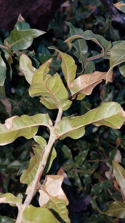 Quercus peninsularis, photographed by Alan Rockefeller