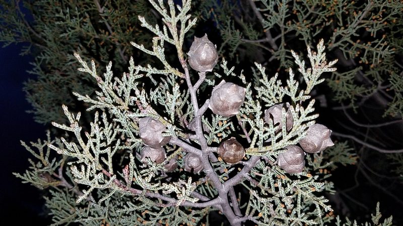 Hesperocyparis revealiana, photographed by Alan Rockefeller