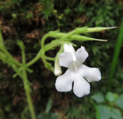 Streptocarpus pusillus, photographed by linkie