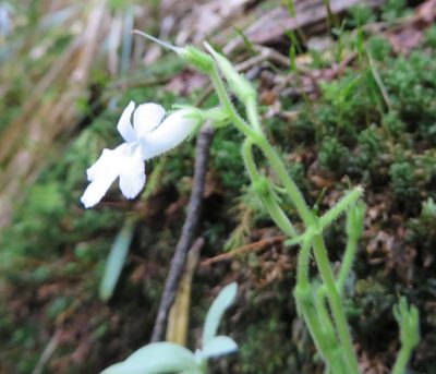 Streptocarpus pusillus, photographed by linkie