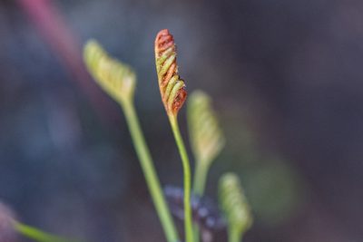 Microschizaea tenella, photographed by magriet b