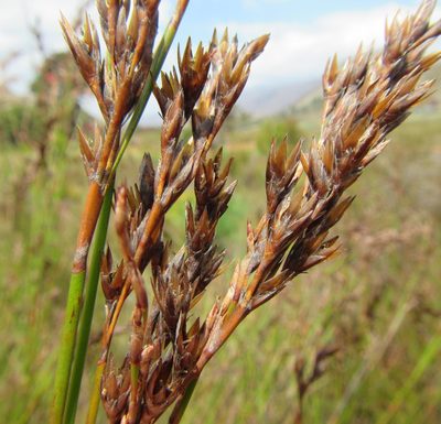 Restio brachiatus, photographed by douglaseustonbrown