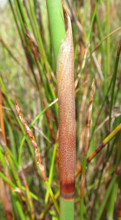 Restio brachiatus, photographed by douglaseustonbrown