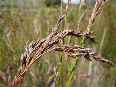 Restio brachiatus, photographed by douglaseustonbrown