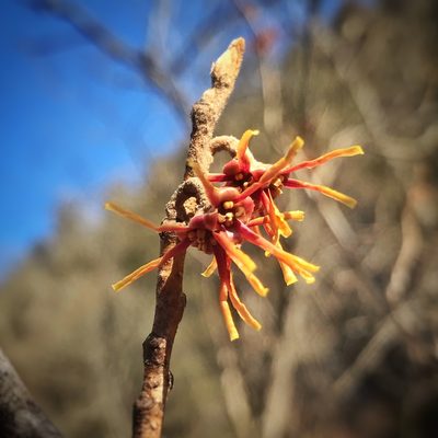 Hamamelis vernalis, photographed by Miranda Kohout