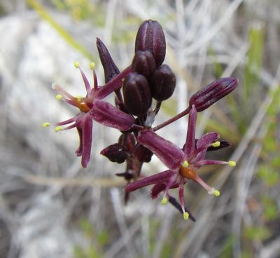 Urgineopsis salteri, photographed by douglaseustonbrown