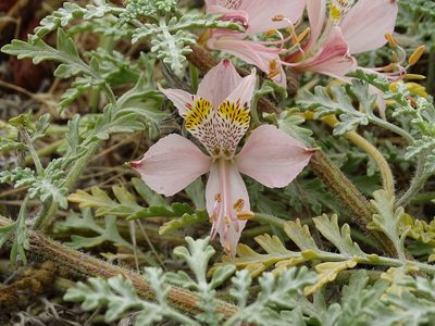 Alstroemeria hookeri, photographed by Cristian Riquelme