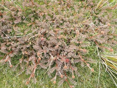 Acaena profundeincisa, photographed by John Steel