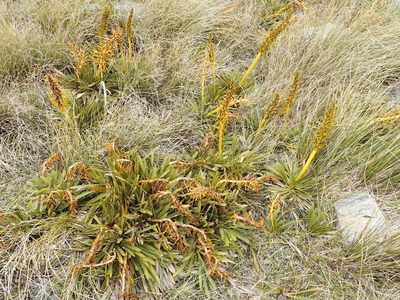 Aciphylla kirkii, photographed by John Steel