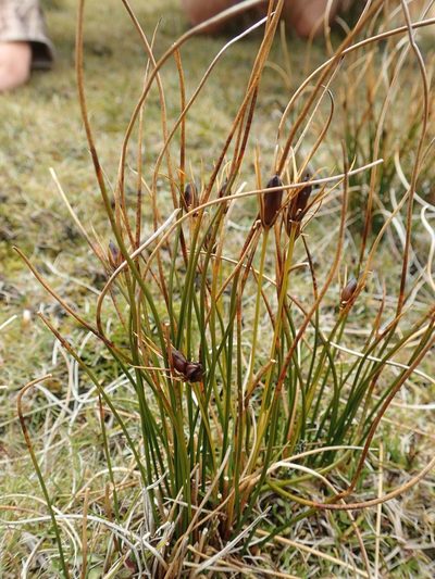 Marsippospermum gracile, photographed by John Steel