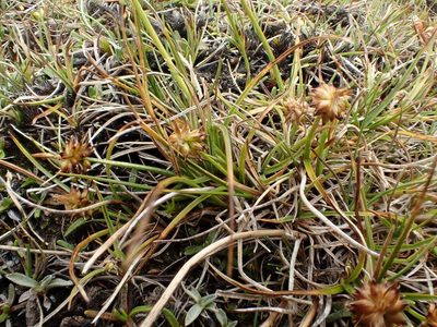 Carex pyrenaica, photographed by John Steel