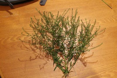 Lepidium africanum, photographed by Joe Potter Butler