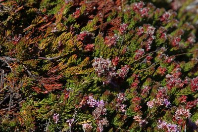 Spatalla confusa, photographed by Tony Rebelo