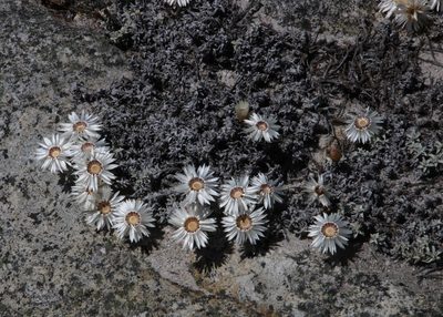 Helichrysum stoloniferum, photographed by Tony Rebelo