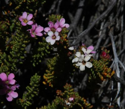 Acmadenia teretifolia, photographed by Tony Rebelo