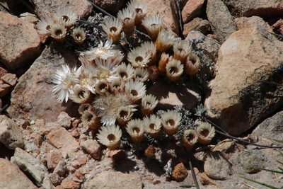 Helichrysum stoloniferum, photographed by Tony Rebelo