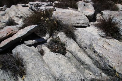 Euryops othonnoides, photographed by Tony Rebelo
