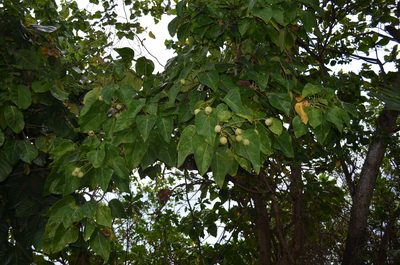 Hernandia nymphaeifolia, photographed by nick_goldwater