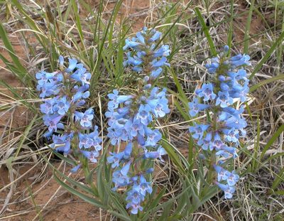 Penstemon angustifolius, photographed by Nick Block