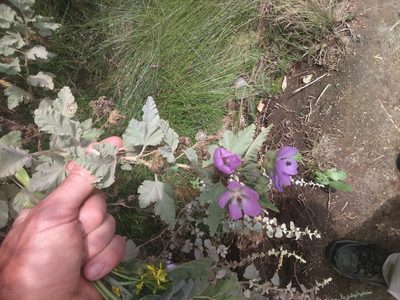 Tarasa capitata, photographed by cstobie