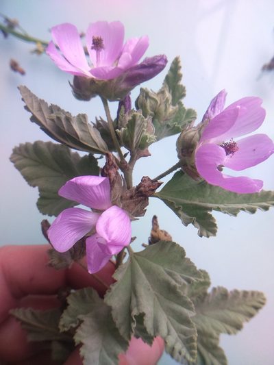 Tarasa capitata, photographed by cstobie