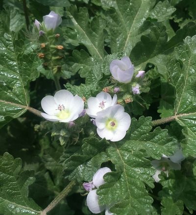 Tarasa tenuis, photographed by cstobie