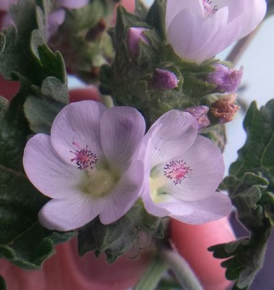 Tarasa tenuis, photographed by cstobie