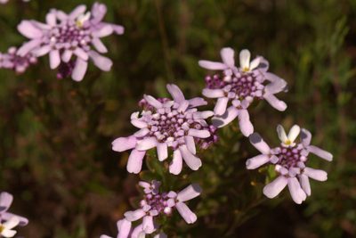 Iberis procumbens, photographed by Carlos Franquinho