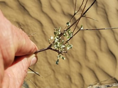 Eriogonum deserticola, photographed by Bob Miller