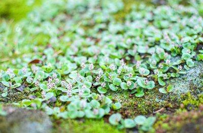 Salix polaris, photographed by Татьяна Прозорова