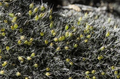 Grimmia calyptrata, photographed by Craig Martin