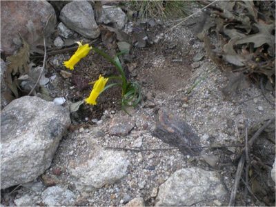 Narcissus cyclamineus, photographed by Carminda Santos