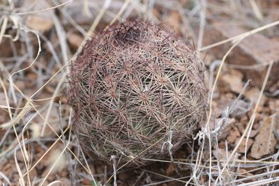 Sclerocactus intertextus, photographed by Andrew Meeds