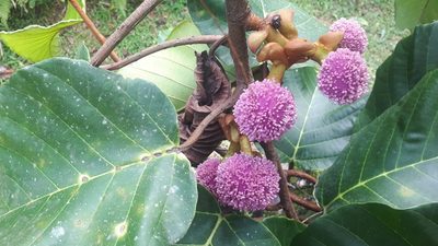 Poikilospermum suaveolens, photographed by Ong Jyh Seng