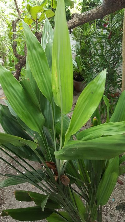 Dracaena aubryana, photographed by Greg III Espera