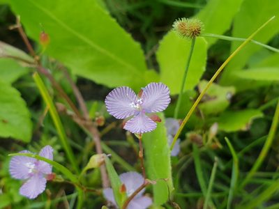 Murdannia striatipetala, photographed by Aravinth