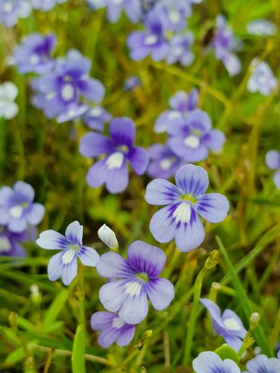 Dopatrium nudicaule, photographed by Aravinth