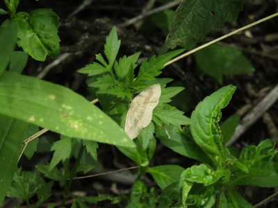 Anemia tomentosa, photographed by Ezequiel Vera